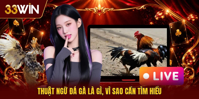 Thuật ngữ đá gà là gì, vì sao cần tìm hiểu